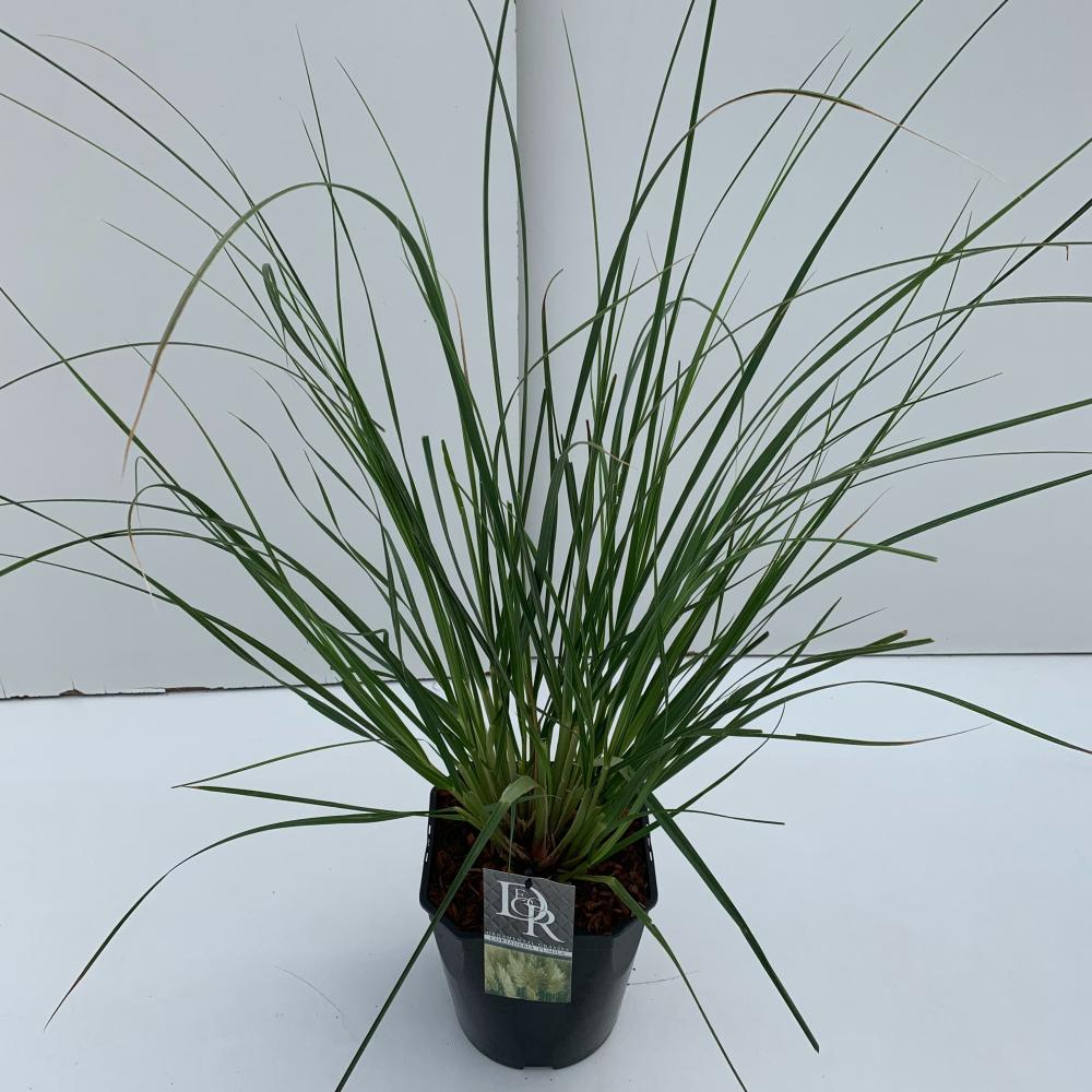 Cortaderia