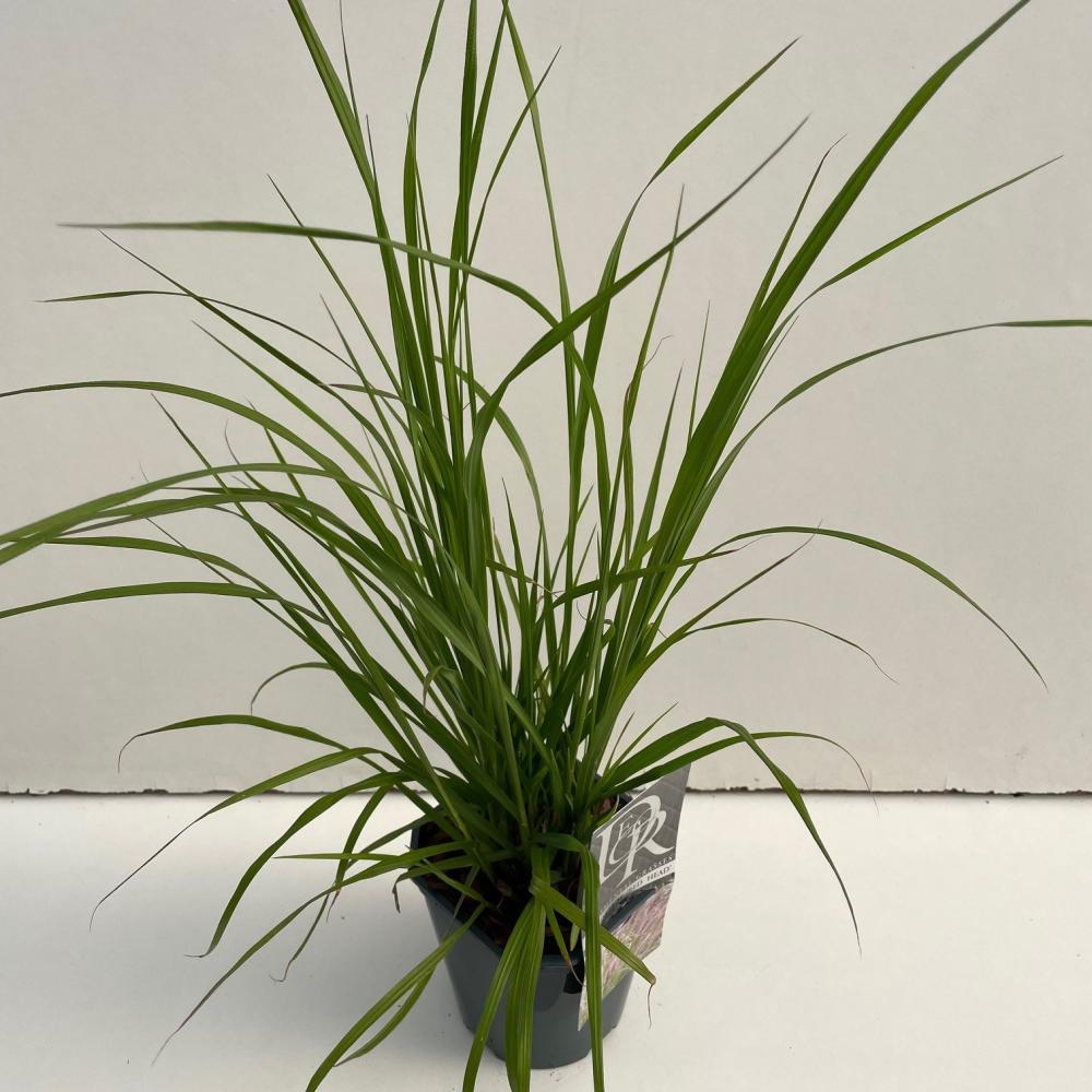 Pennisetum
