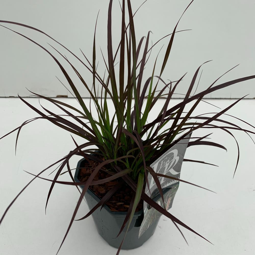 pennisetum