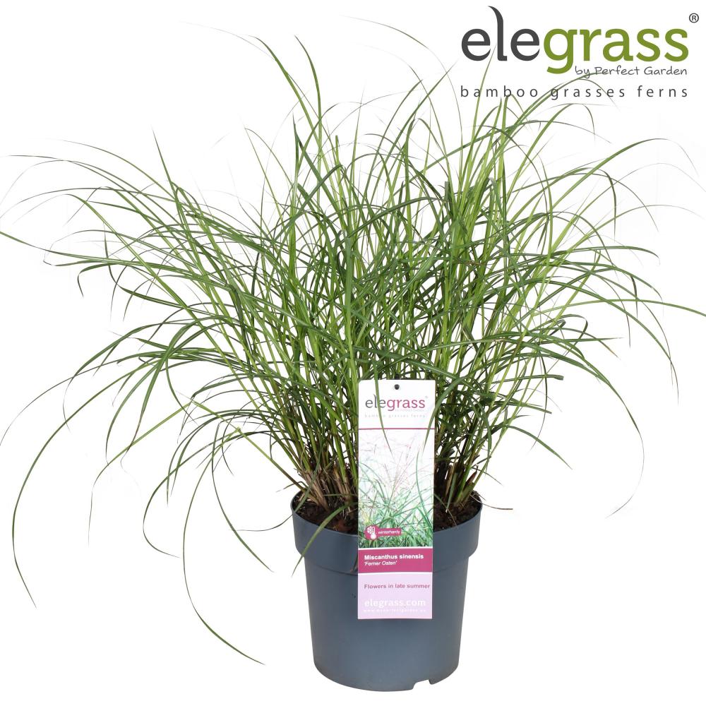 Miscanthus
