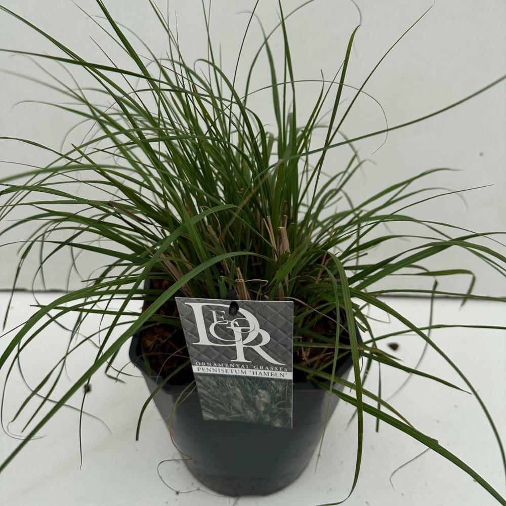 pennisetum