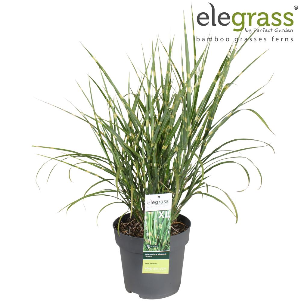 Miscanthus