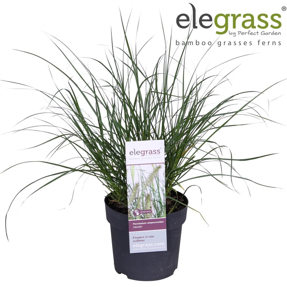 Pennisetum