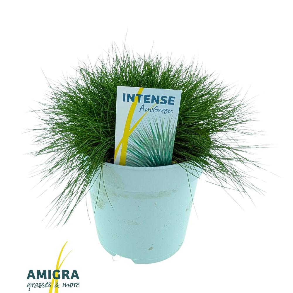 Festuca