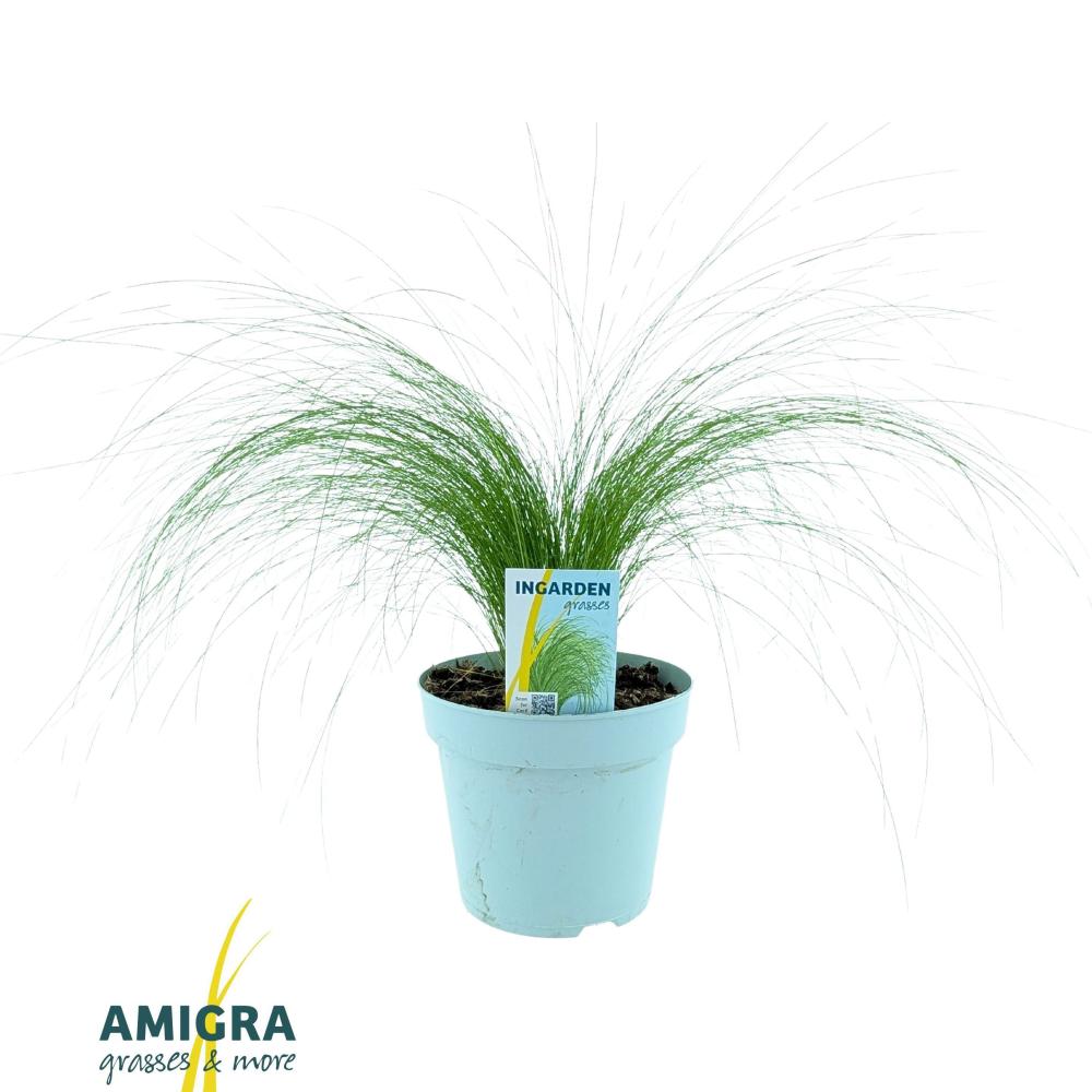 stipa