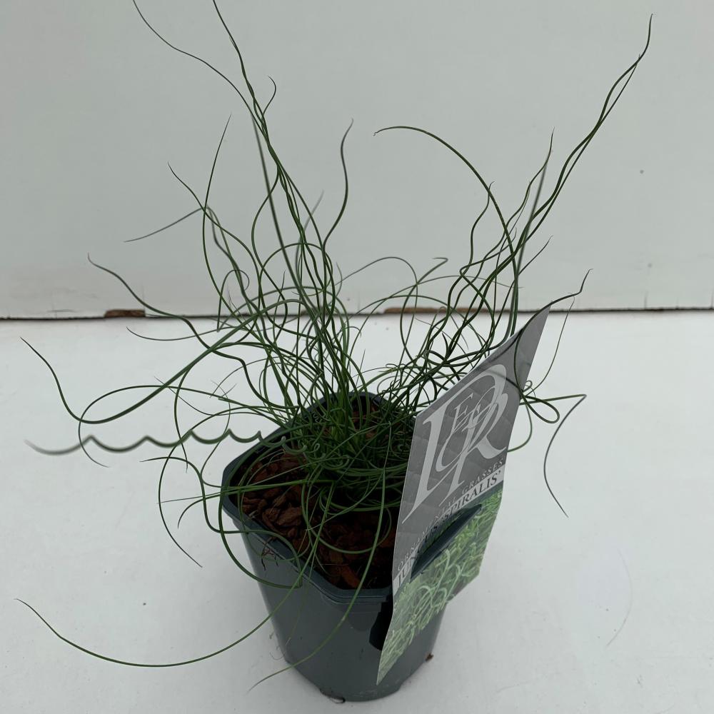 Juncus