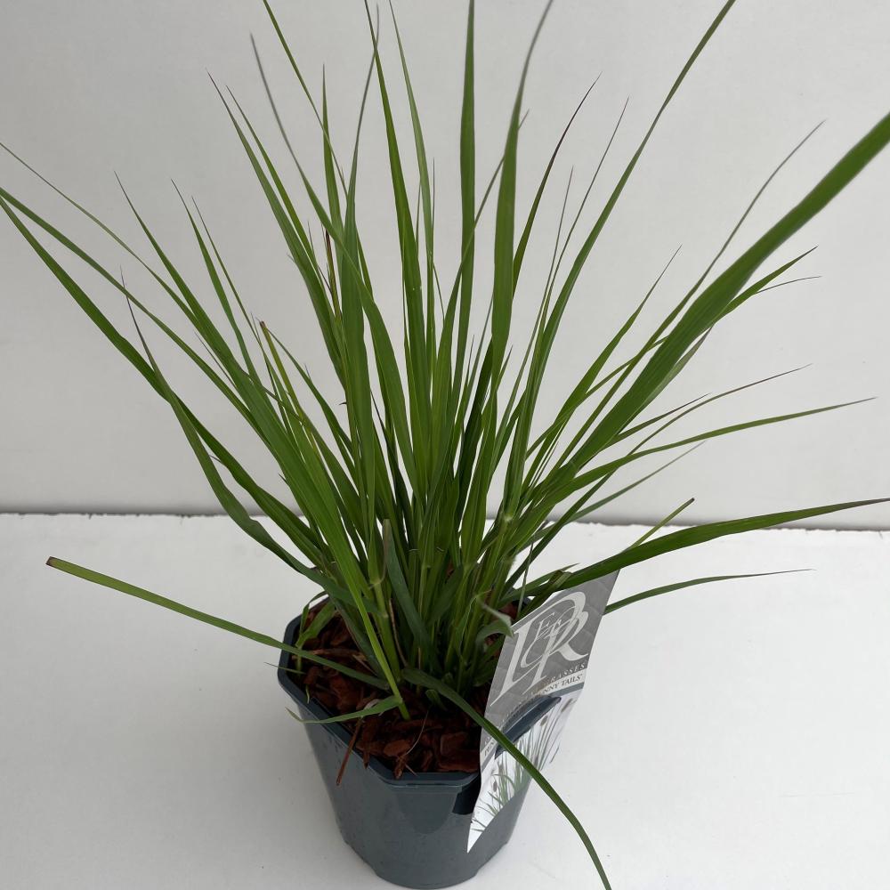 pennisetum