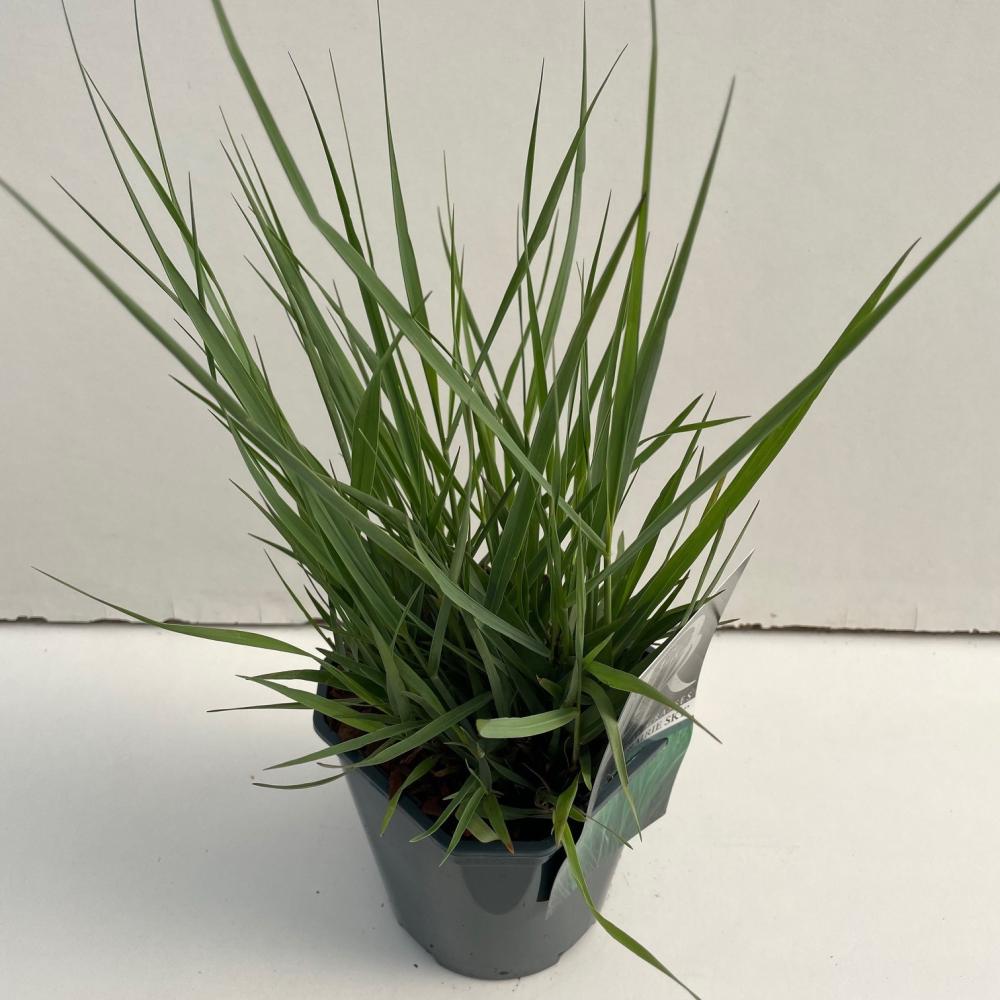 Panicum