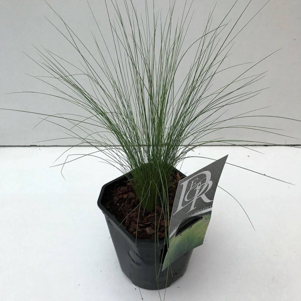 Stipa