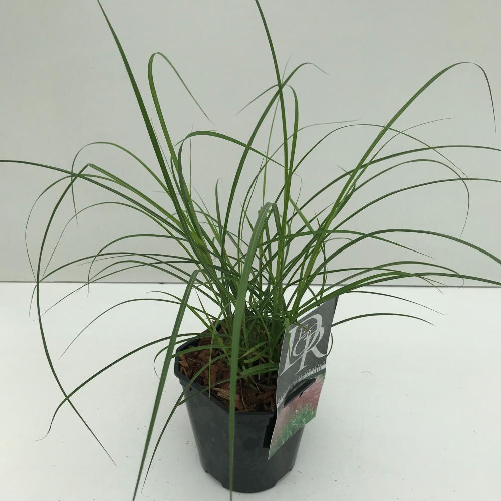 Miscanthus