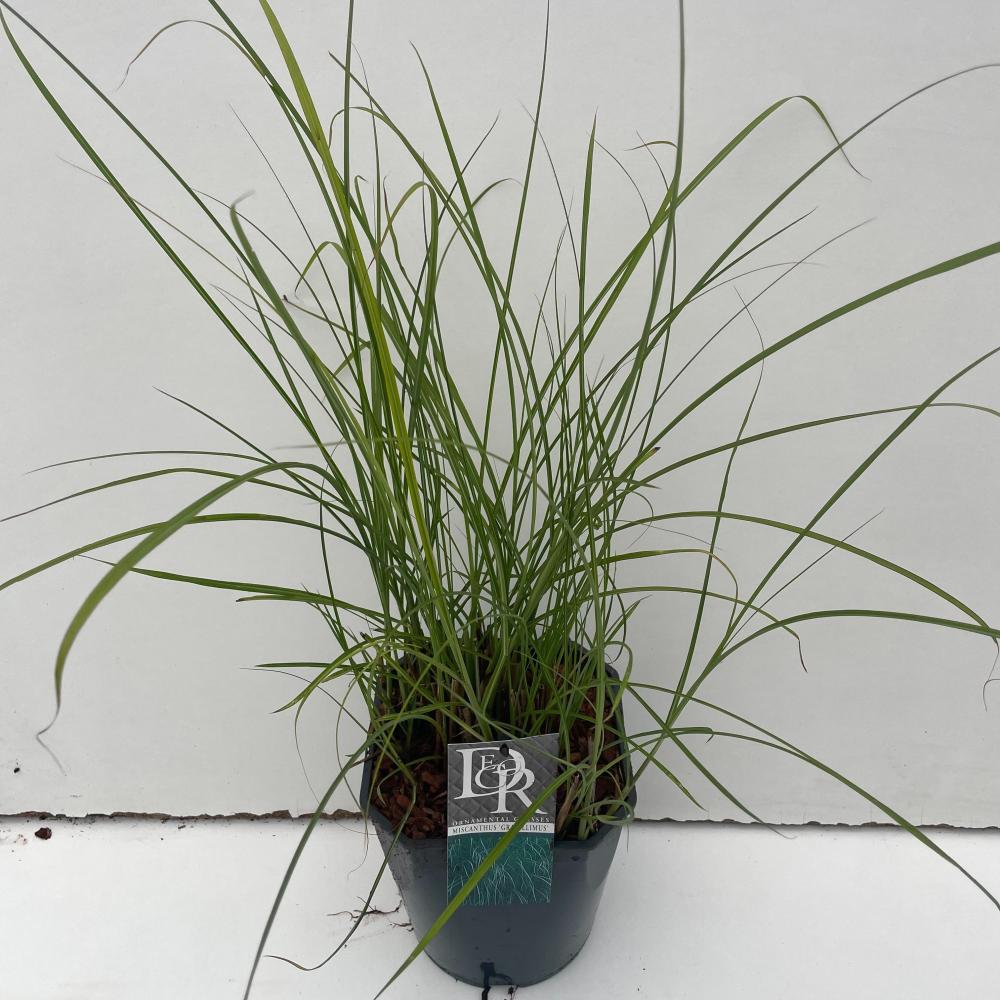 Miscanthus