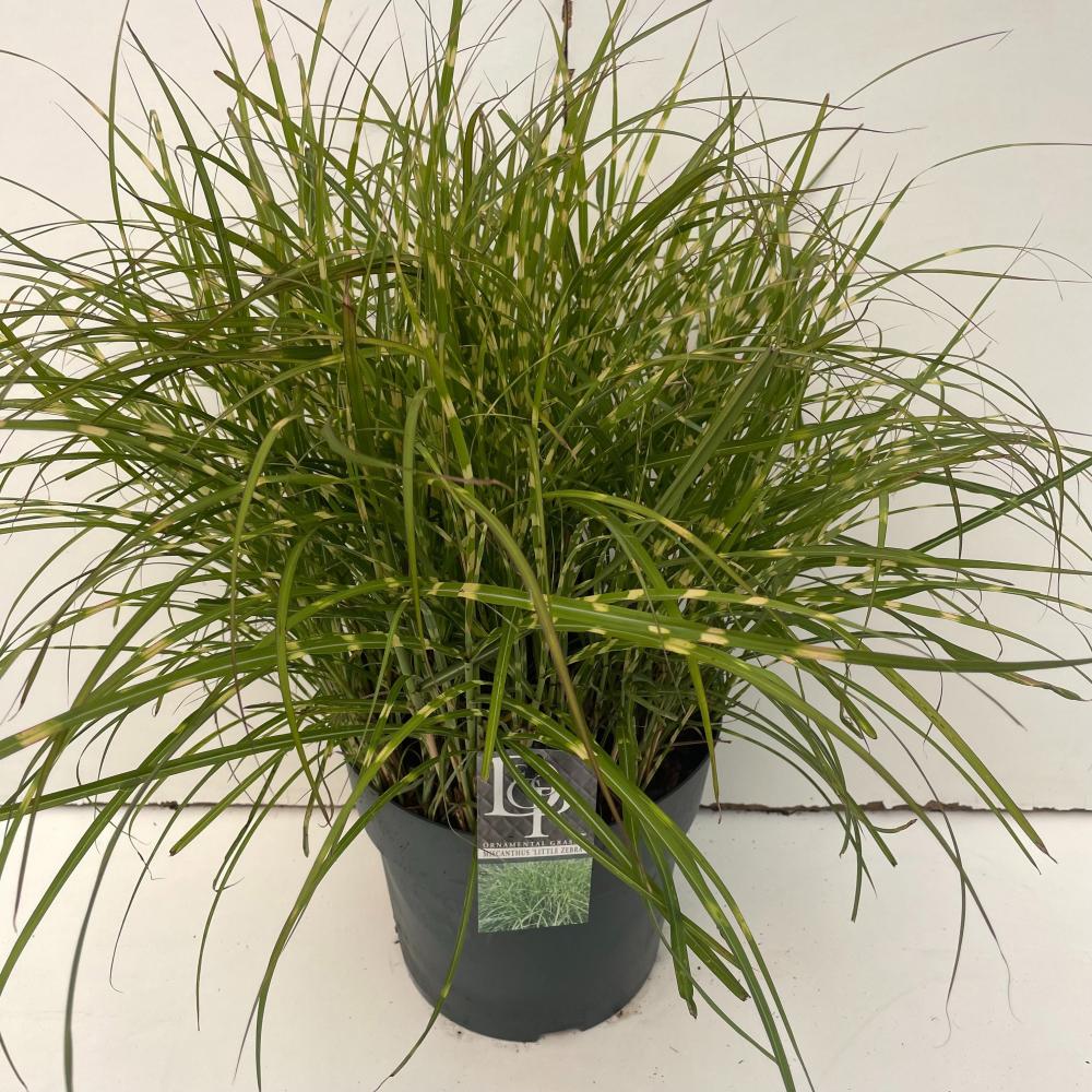 Miscanthus