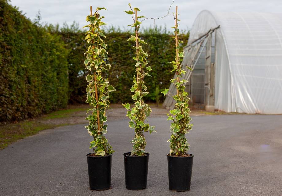 Hedera