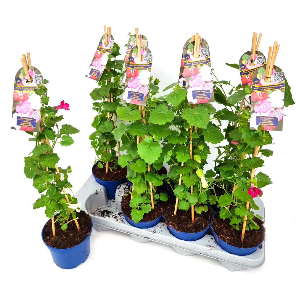 Asarina scandens twin/duo
