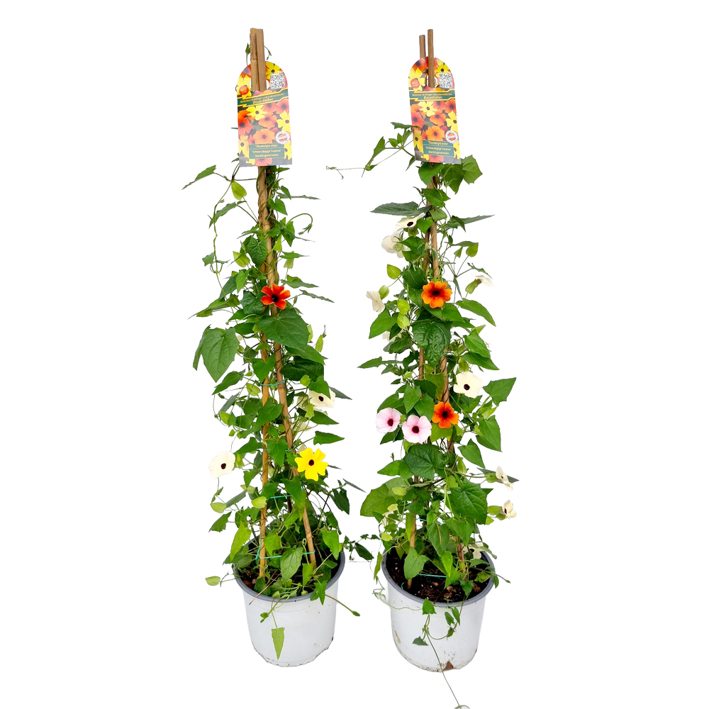 Thunbergia alata trio