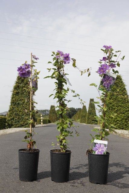 clematis