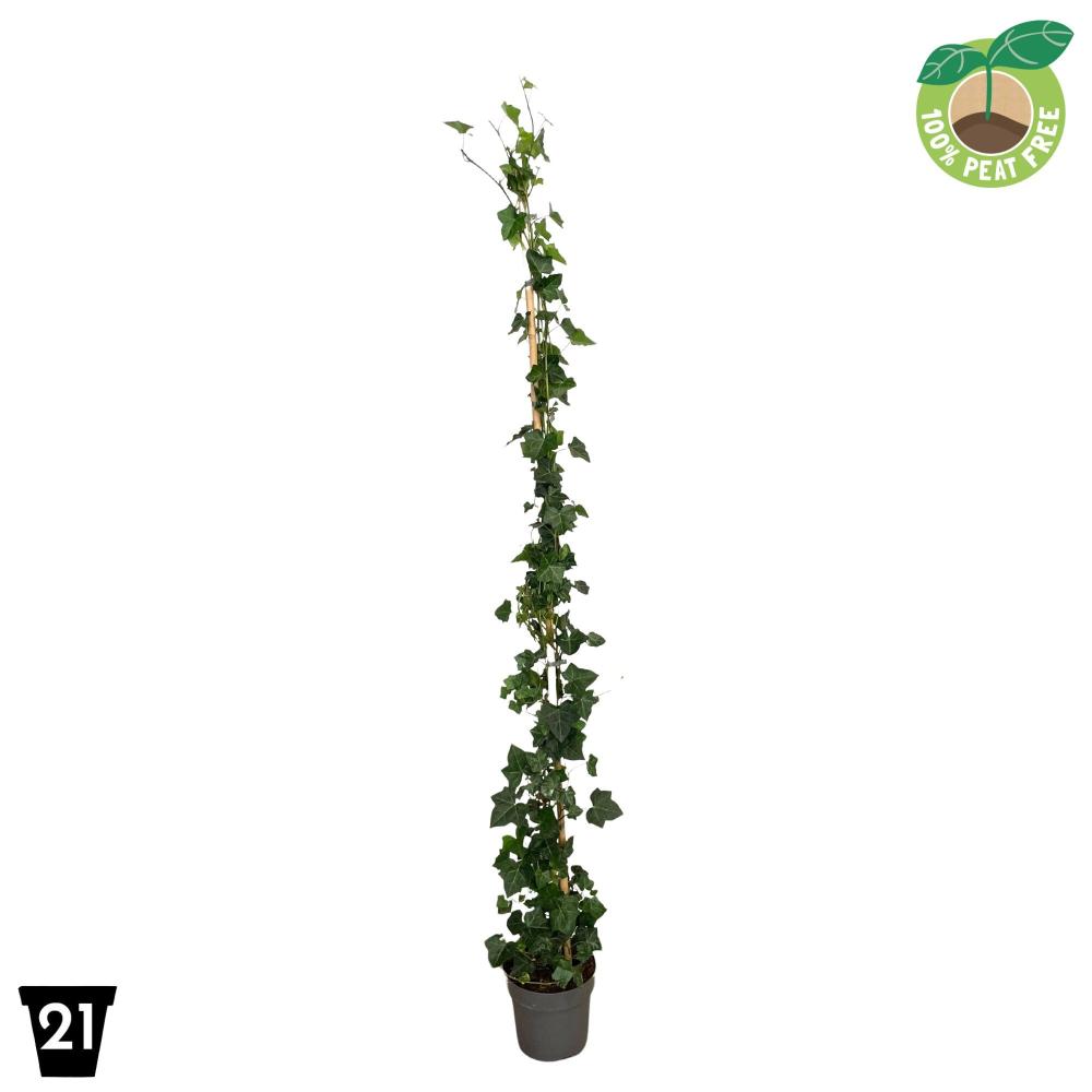 hedera
