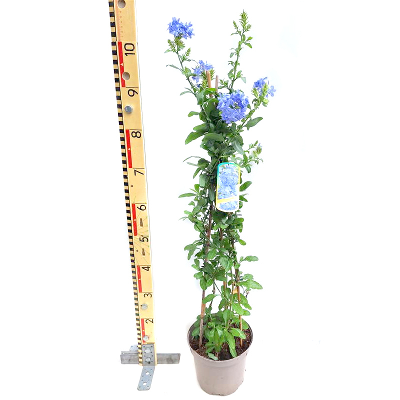 Plumbago