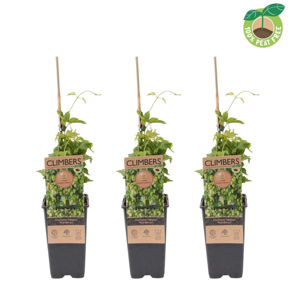Humulus