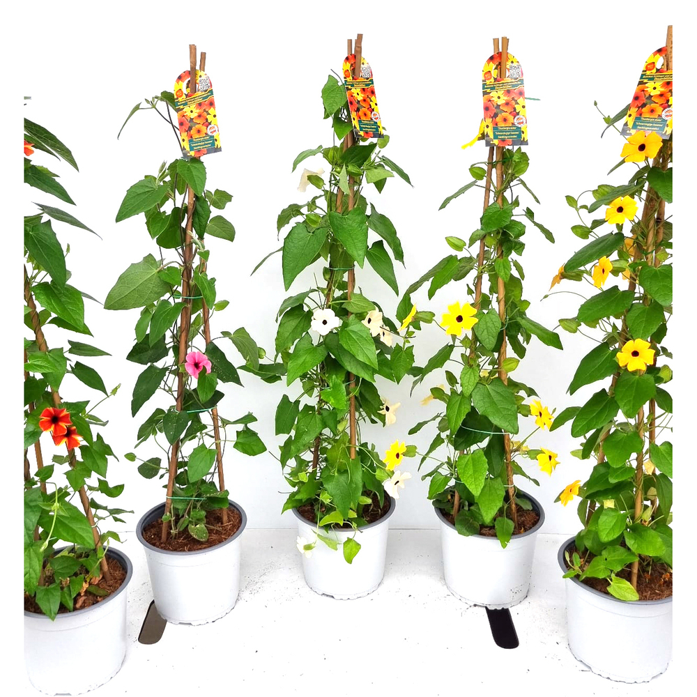 Thunbergia alata