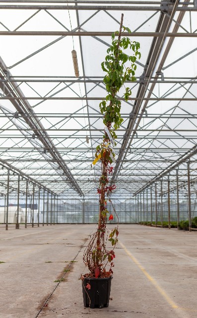 parthenocissus