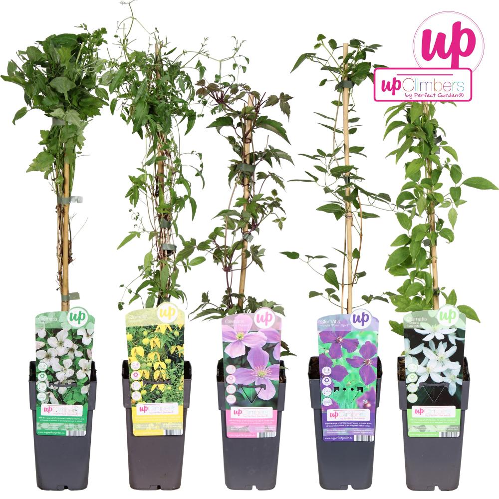 clematis
