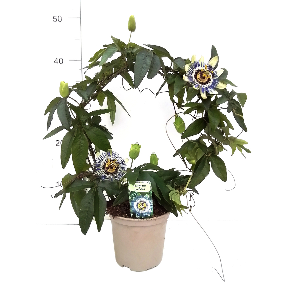 passiflora caerulea