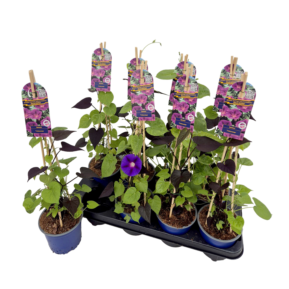 Ipomoea purpurea