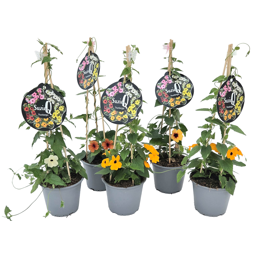plantes grimpantes 