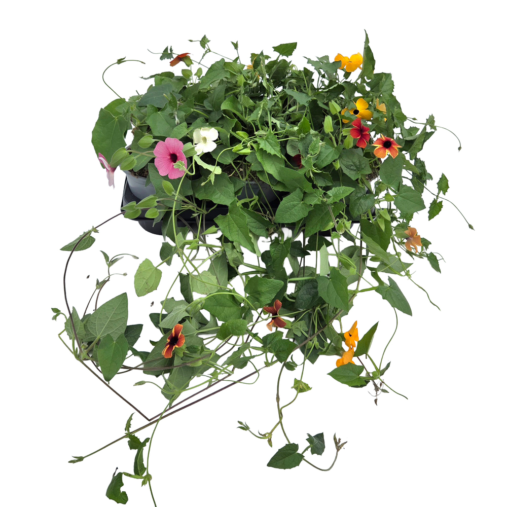plantes grimpantes 