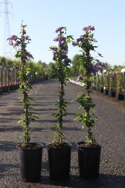 clematis