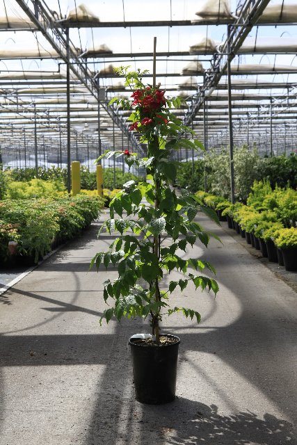 plantes grimpantes 