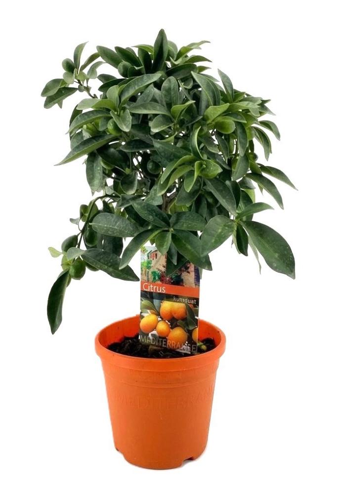 citrus