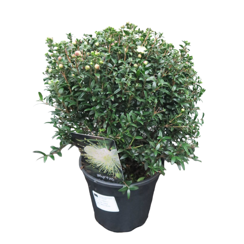 Myrtus communis microphylla