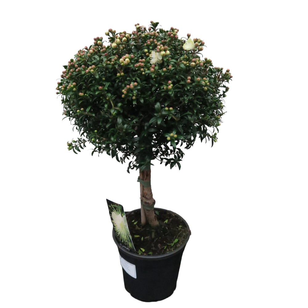 Myrtus communis microphylla