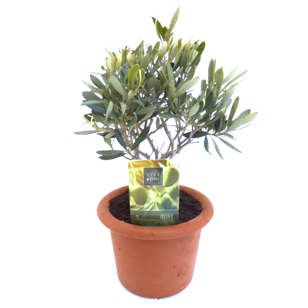 olea europaea