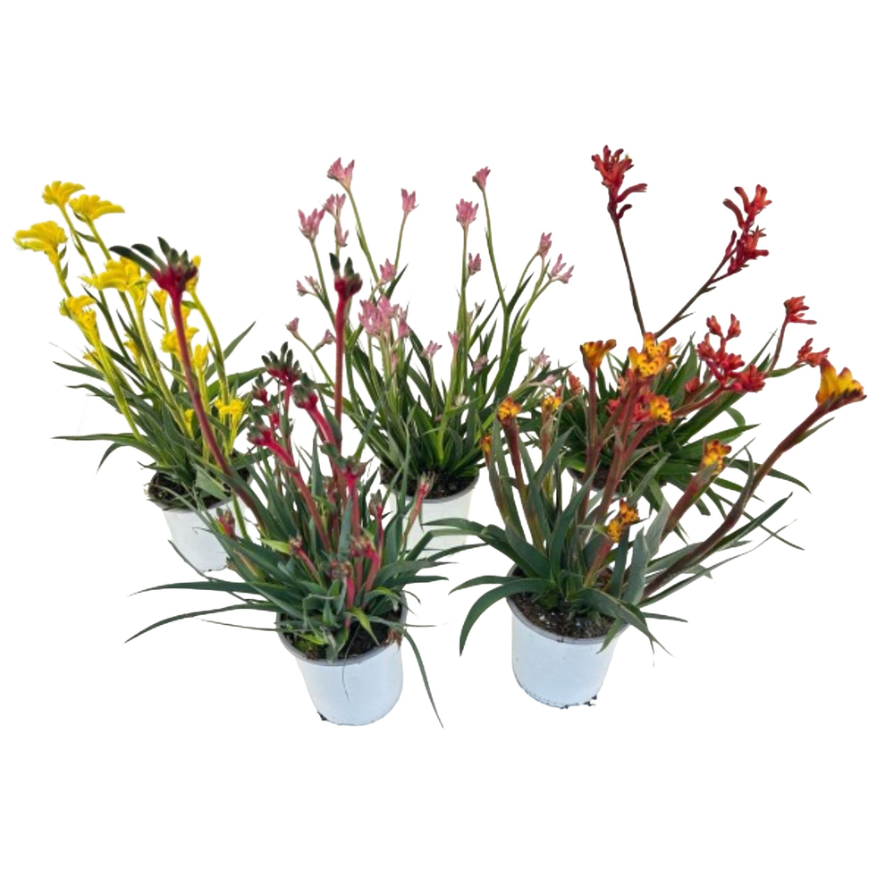 Anigozanthos