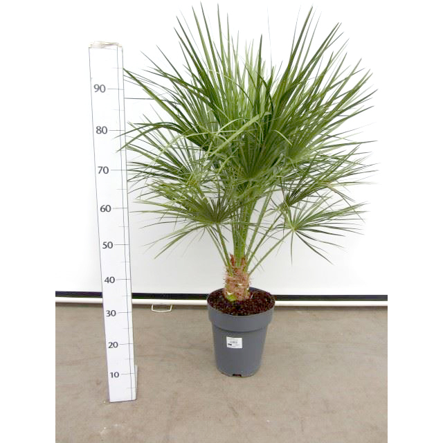 Chamaerops humilis
