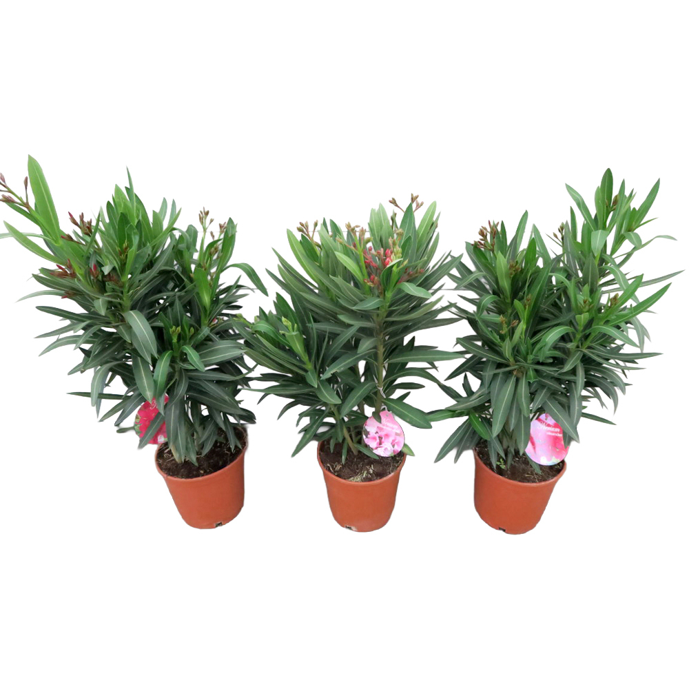 Nerium oleander