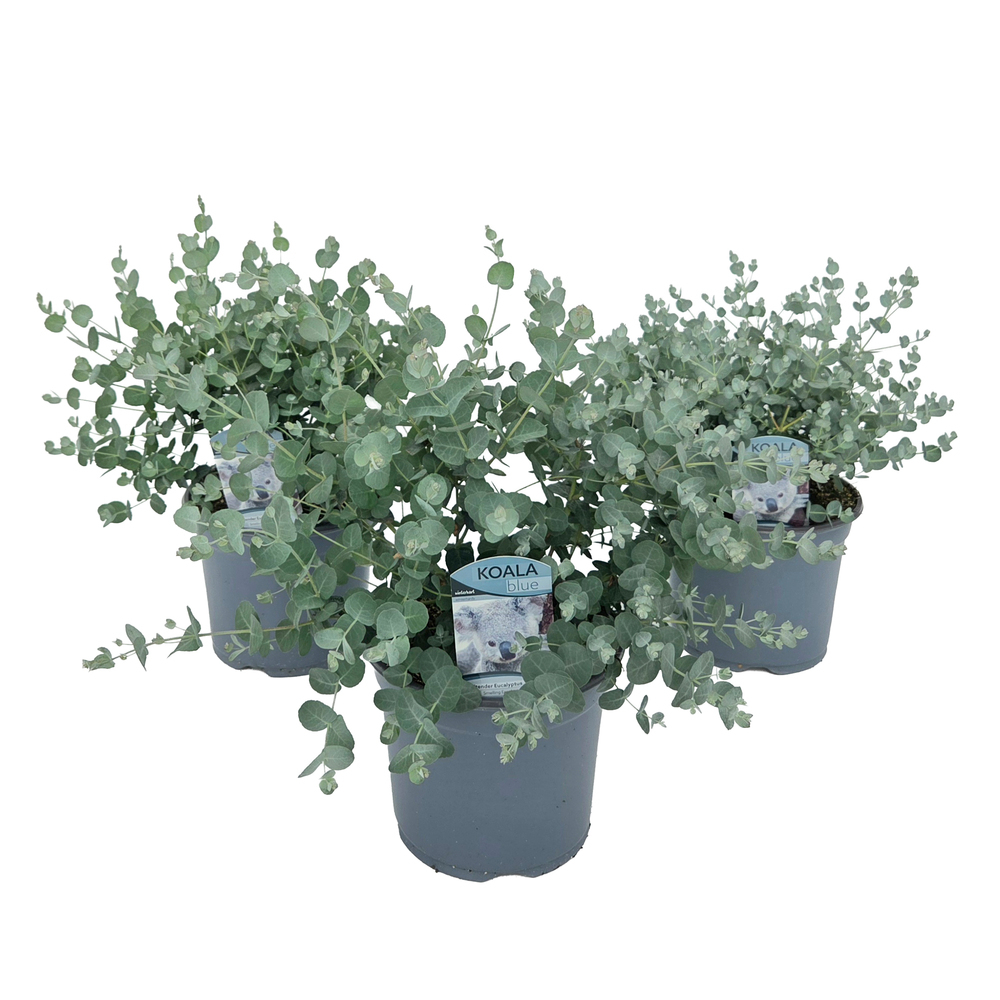eucalyptus gunnii