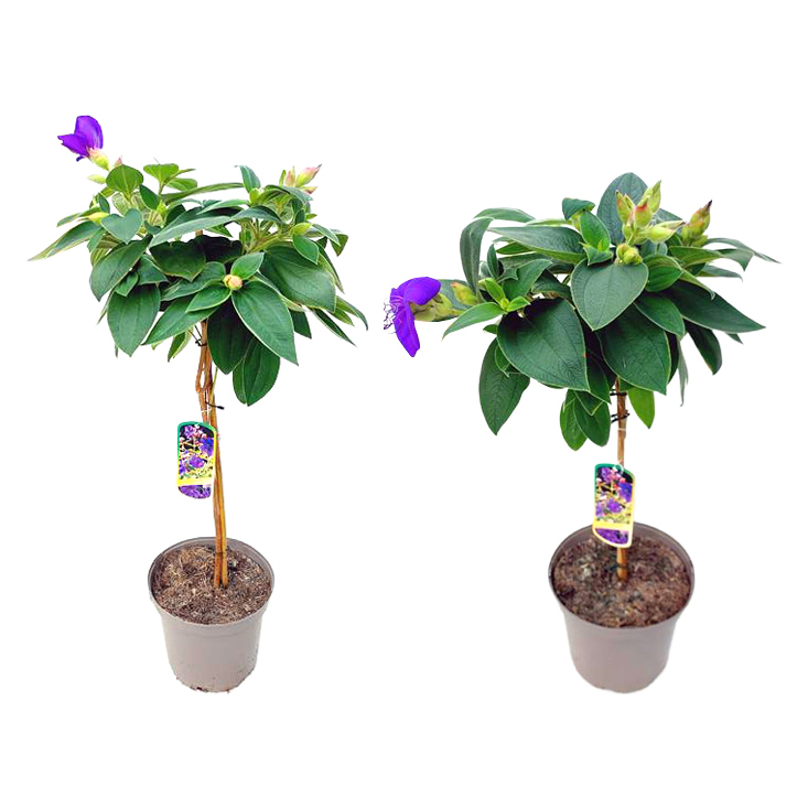 Tibouchina