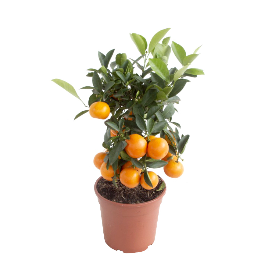 Citrus mitis calamondin