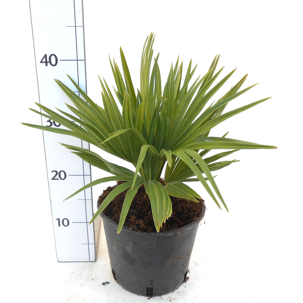 Chamaerops humilis compacta