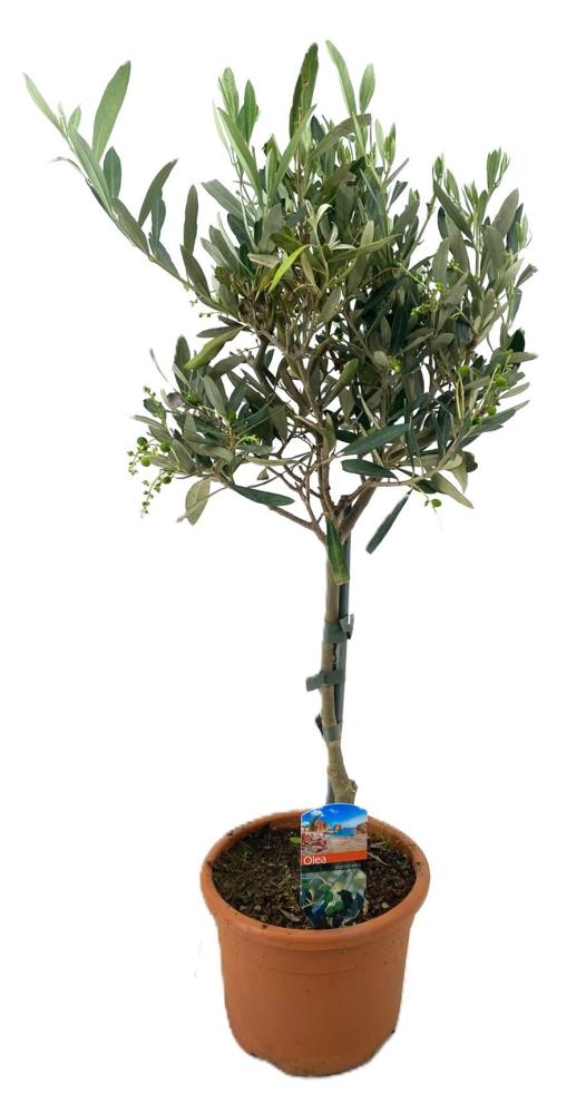 olea
