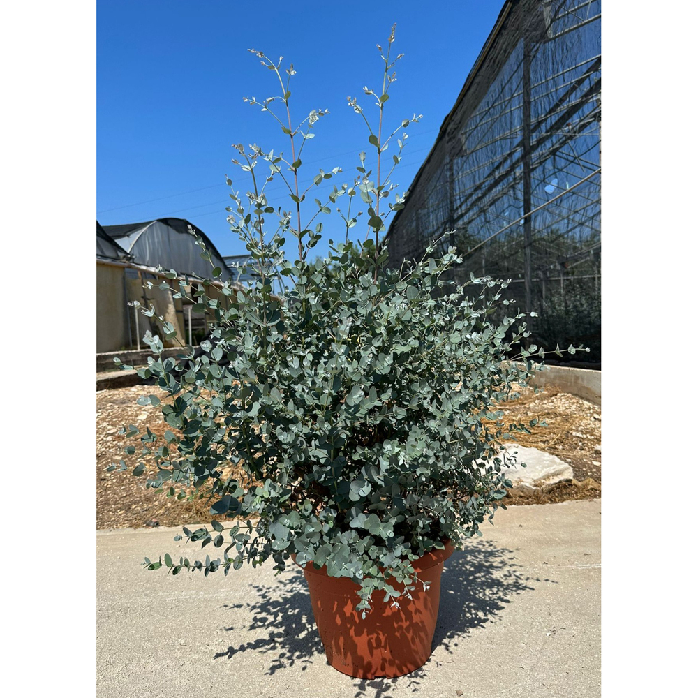 eucalyptus gunnii
