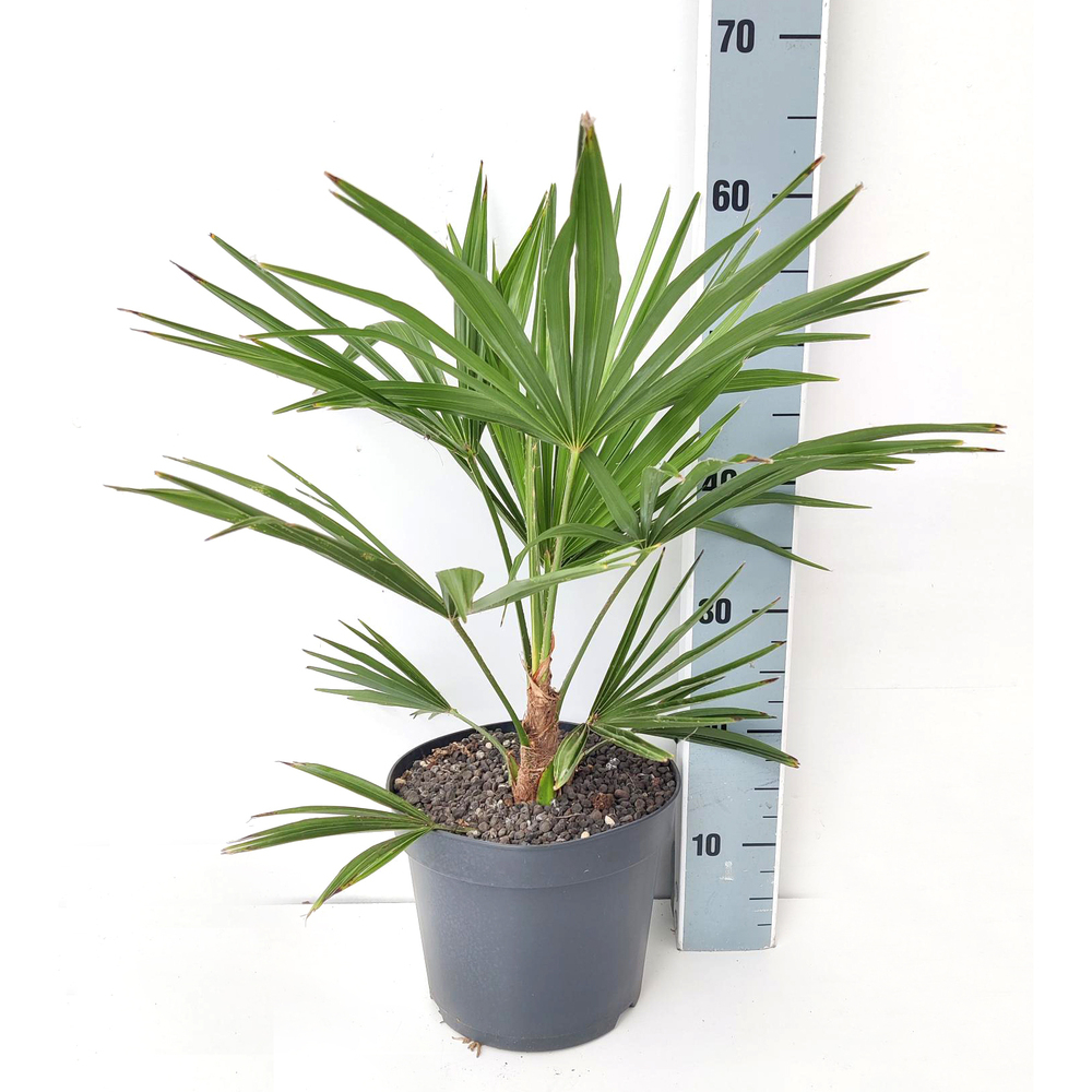 trachycarpus fortunei