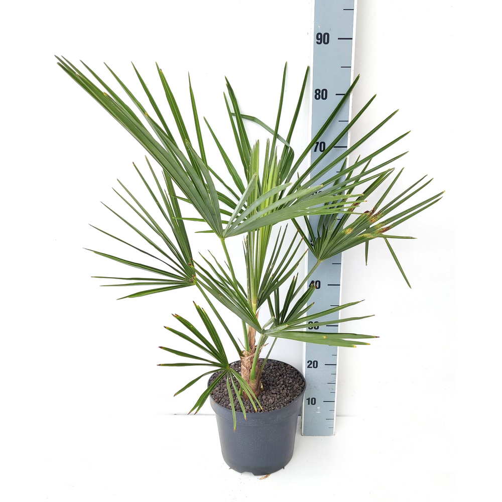 trachycarpus fortunei