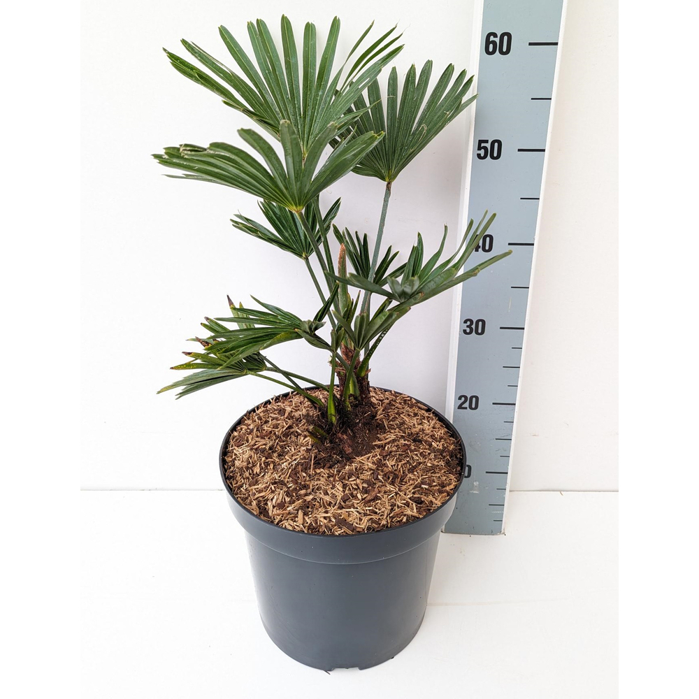 Trachycarpus wagnerianus