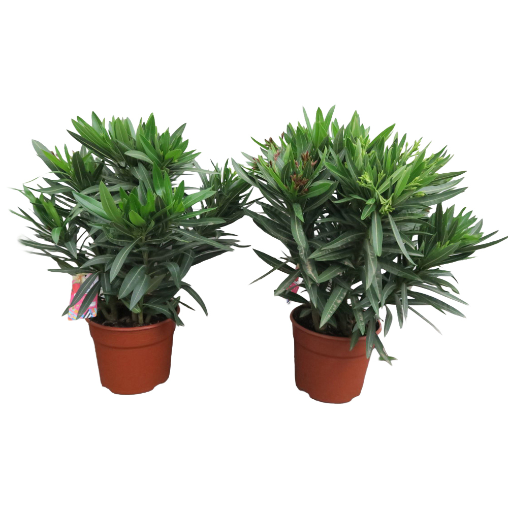 Nerium oleander
