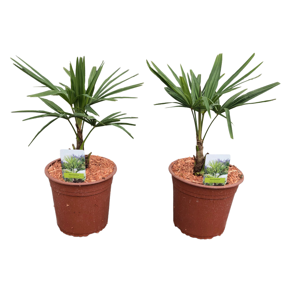 trachycarpus fortunei